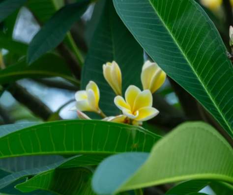 雞蛋花修剪技巧 雞蛋花修剪技巧