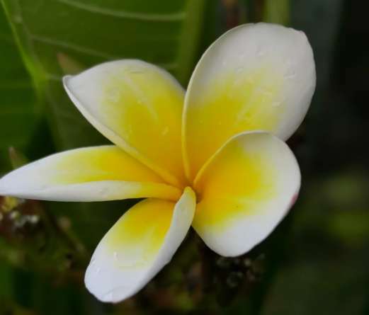 雞蛋花養護要點 雞蛋花養護要點