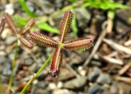 龍爪植物種植 龍爪植物種植