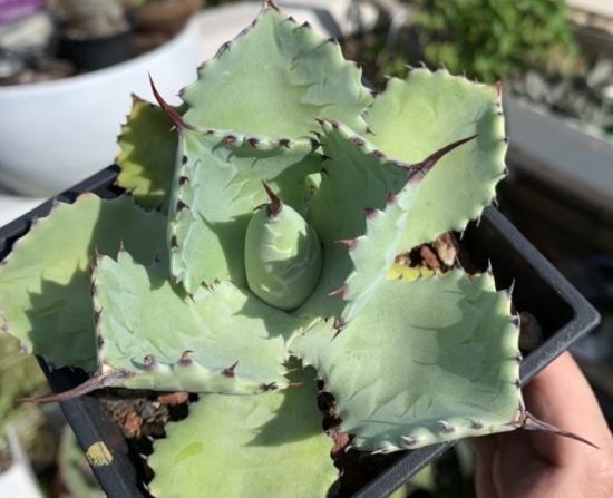 龍爪多肉養護 龍爪多肉養護