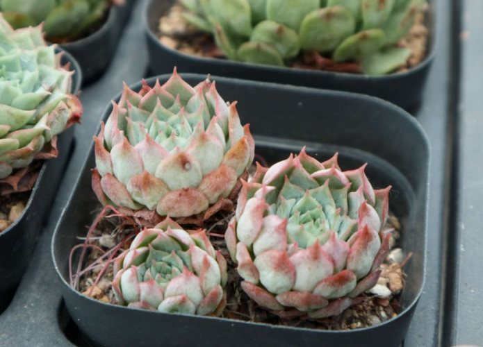 多肉冬季养护 多肉冬季养护