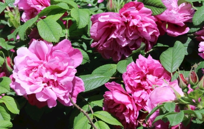 玫瑰葉子變黃黑斑