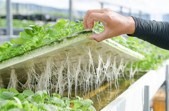 水耕系統 水耕系統