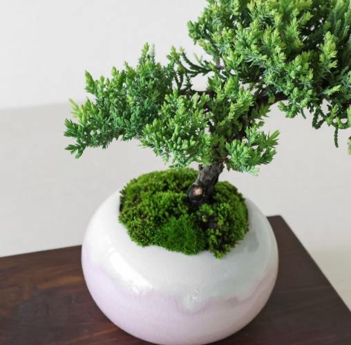 珍珠柏用什麼土