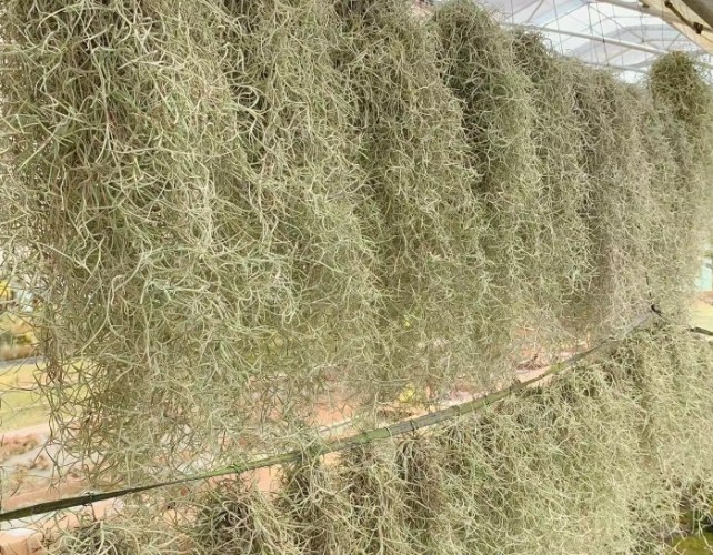 松蘿乾掉怎麼辦 松蘿乾掉怎麼辦