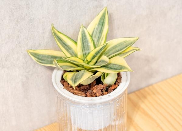 虎尾蘭澆水 虎尾蘭澆水