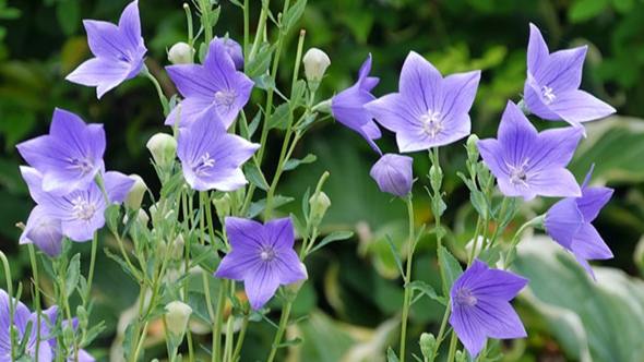 桔梗花顏色 桔梗花顏色