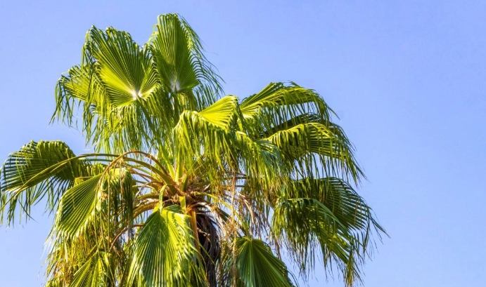 椰子繁殖方法 椰子繁殖方法