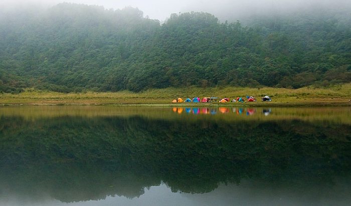 松蘿生態需求 松蘿生態需求