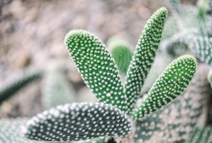 仙人掌腐爛原因 仙人掌腐爛原因