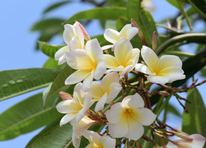 雞蛋花葉子黃點 雞蛋花葉子黃點