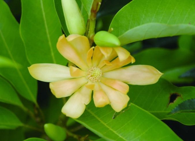 黃玉蘭精油用法 黃玉蘭精油用法