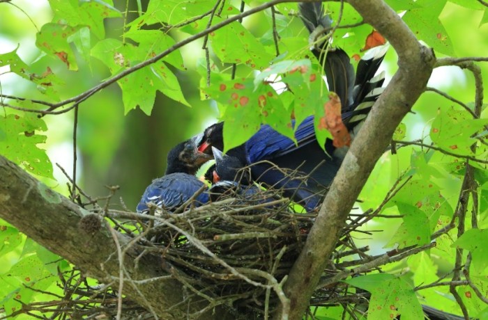 惠蓀林場美食 惠蓀林場美食