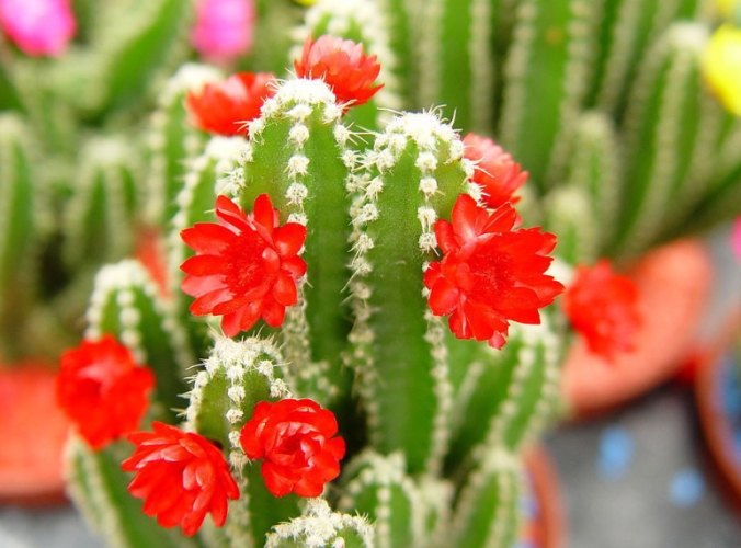 仙人掌病害 仙人掌病害