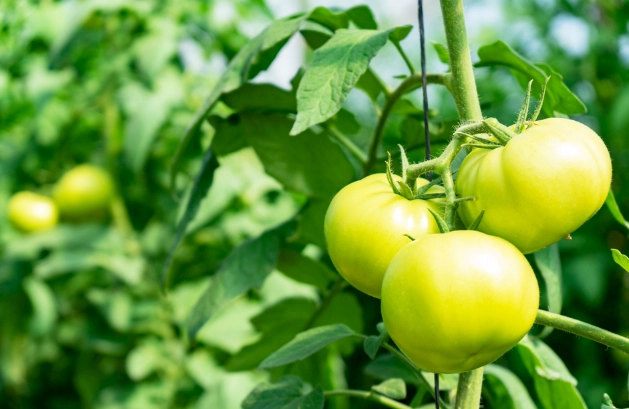番茄產量 番茄產量