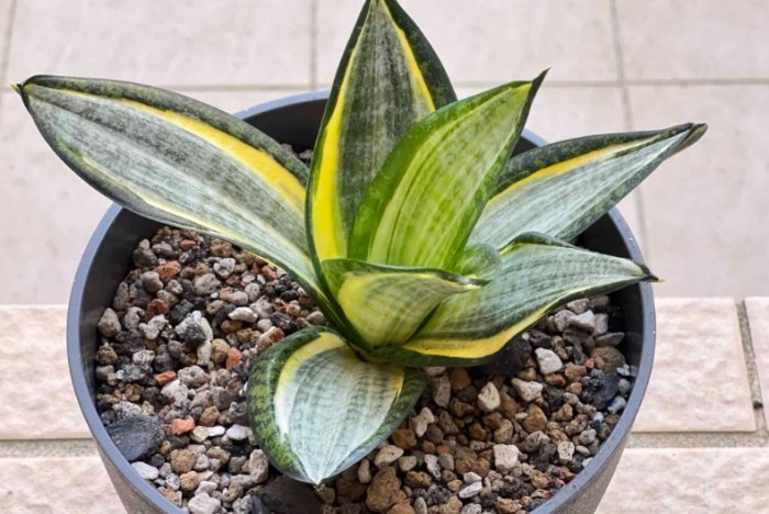 虎尾蘭肥料推薦 虎尾蘭肥料推薦