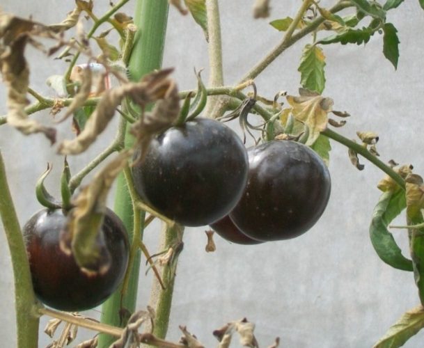 黑番茄種植季節