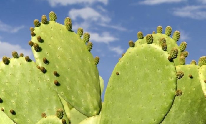 仙人掌黑斑 仙人掌黑斑