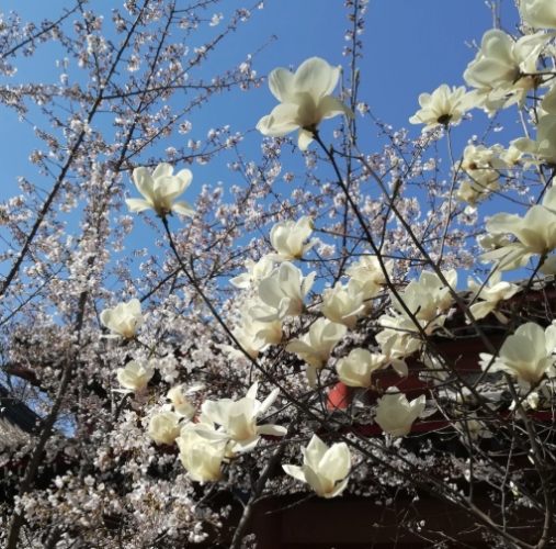 玉蘭花照顧 玉蘭花照顧