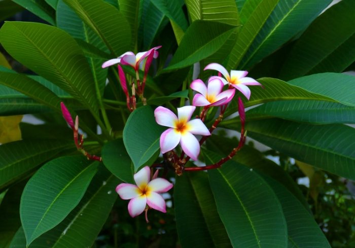 雞蛋花病蟲害 雞蛋花病蟲害