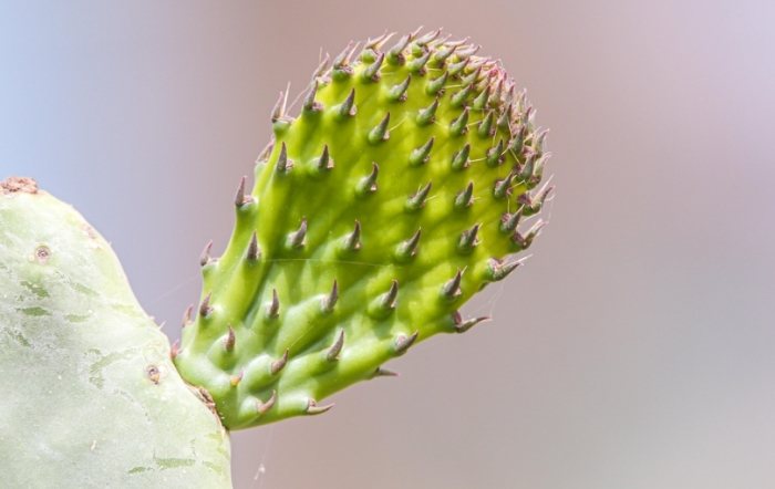 拯救仙人掌技巧