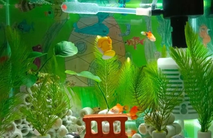 米奇魚品種 米奇魚品種