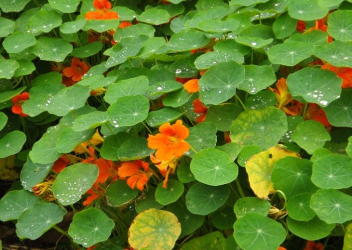 台南國華街附近美食