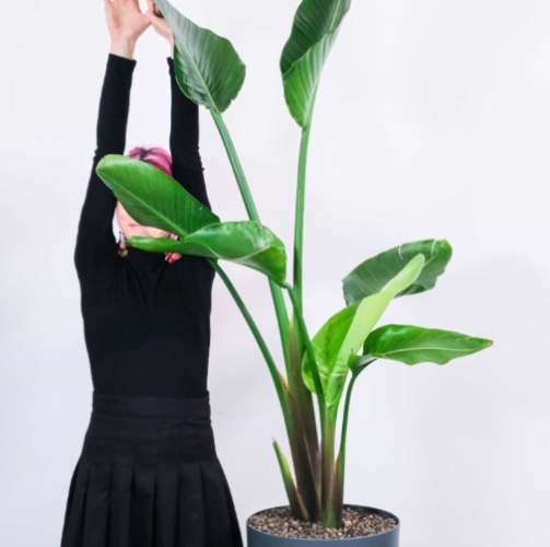 天堂鳥葉子變黑 天堂鳥葉子變黑