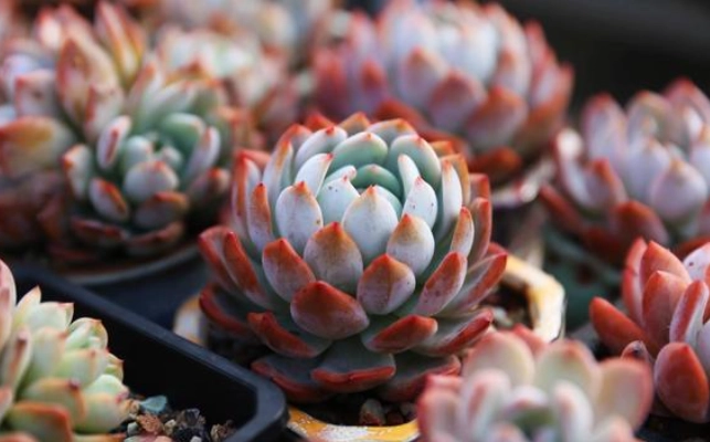 全赤玉土種多肉