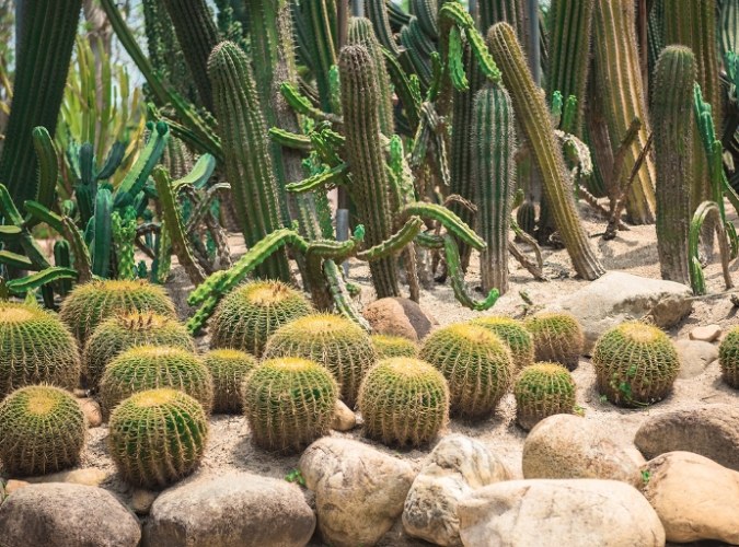 仙人掌放客厅 仙人掌放客厅