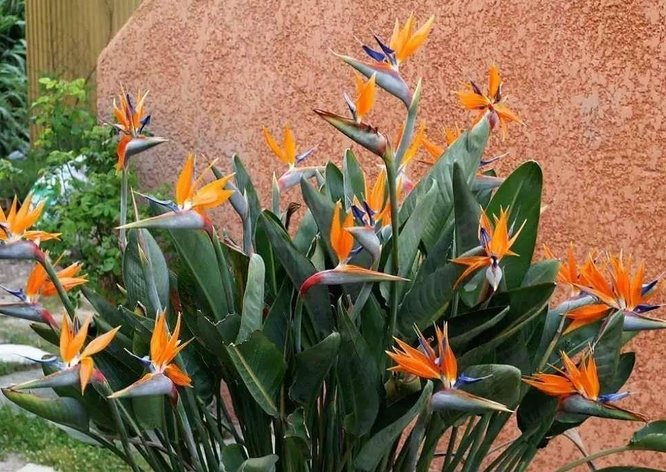 天堂鳥養護技巧 天堂鳥養護技巧