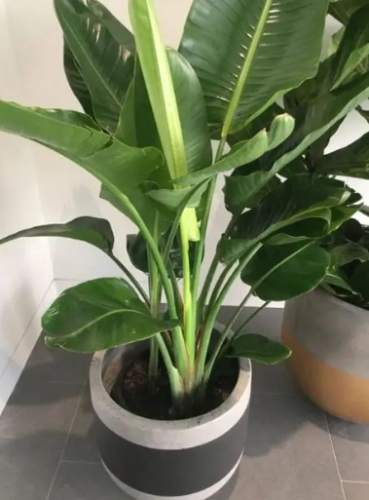 天堂鳥褐斑病防治 天堂鳥褐斑病防治