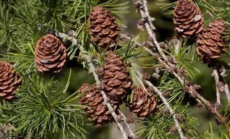 松樹病害治療 松樹病害治療