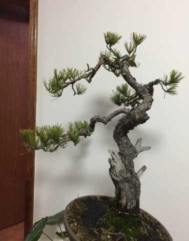 針松病害防治 針松病害防治