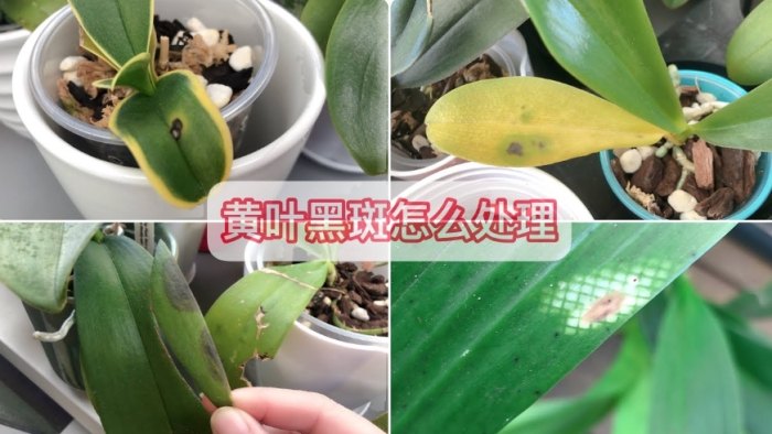 蝴蝶蘭黑斑 蝴蝶蘭黑斑