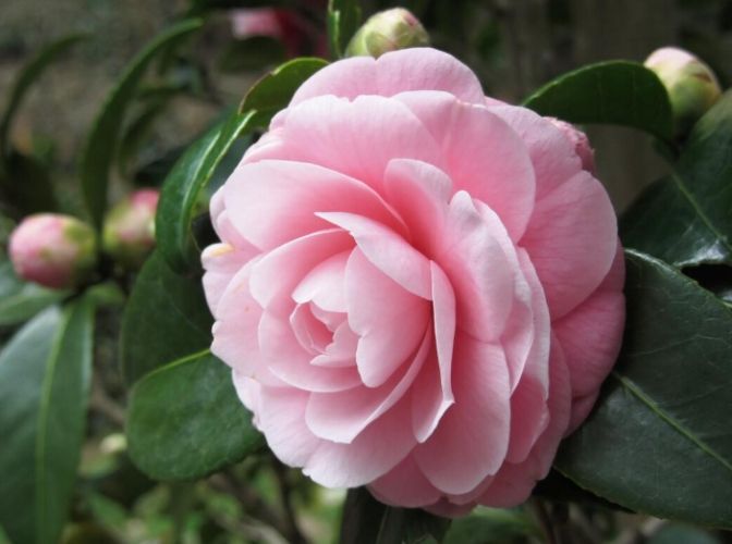 陽台花卉 陽台花卉