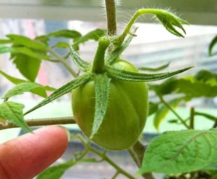 台灣蕃茄栽培 台灣蕃茄栽培