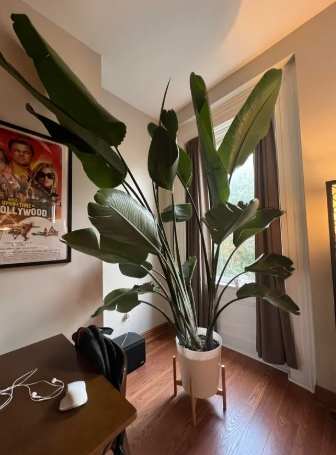 天堂鳥修剪 天堂鳥修剪