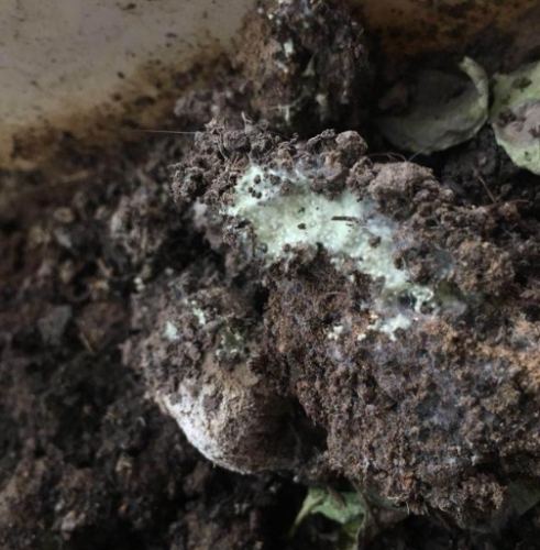 植物土壤發霉怎麼辦 植物土壤發霉怎麼辦