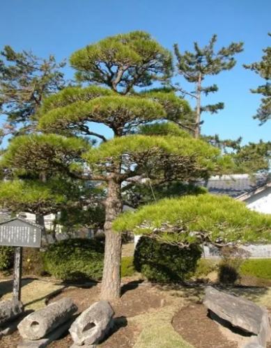 黑 松 日照不足 黑 松 日照不足