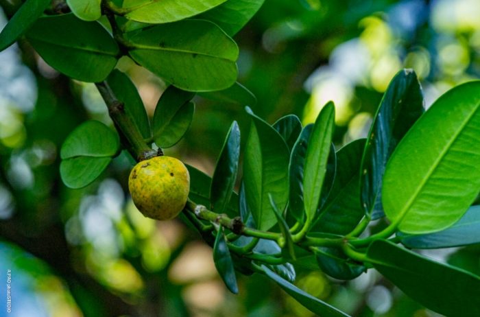 福木果實食用方法