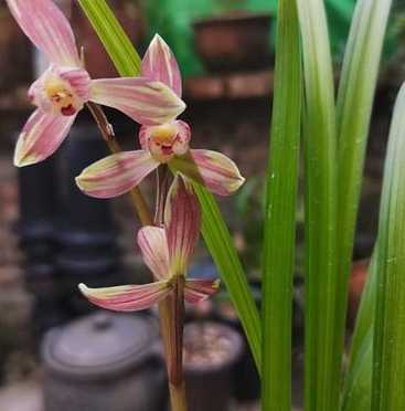 蘭花可以淋雨嗎