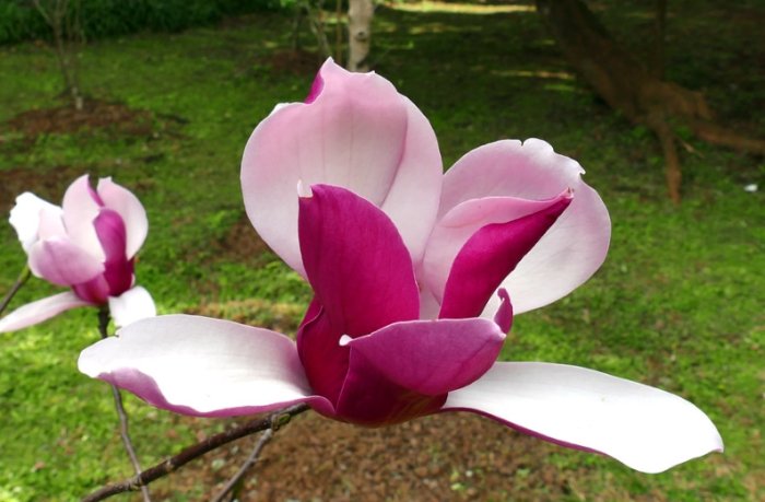 玉蘭花色澤 玉蘭花色澤