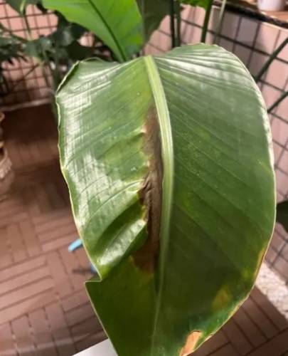 天堂鳥葉子變黑 天堂鳥葉子變黑