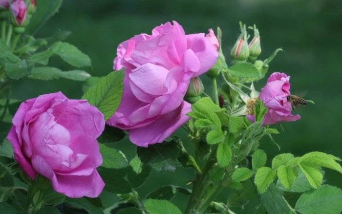 玫瑰花葉子掉光