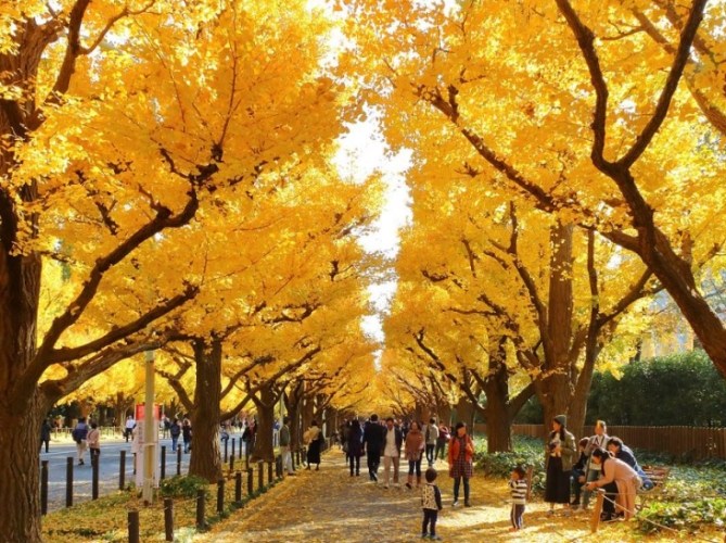 銀杏樹栽培技巧 銀杏樹栽培技巧