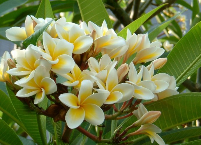 雞蛋花會結果嗎