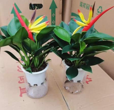 天堂鳥水養方法 天堂鳥水養方法