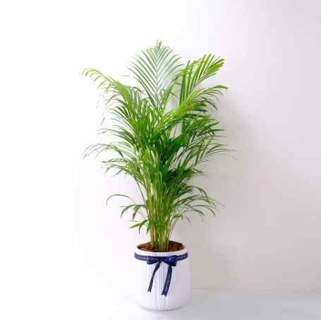 黃椰子盆栽風水 黃椰子盆栽風水