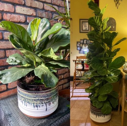 琴葉榕成長 琴葉榕成長